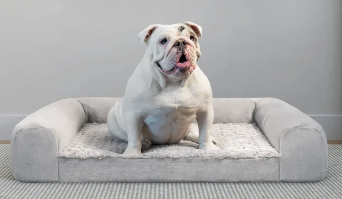 Best Dog Beds of 2026 - Helix Dog Bed image 1